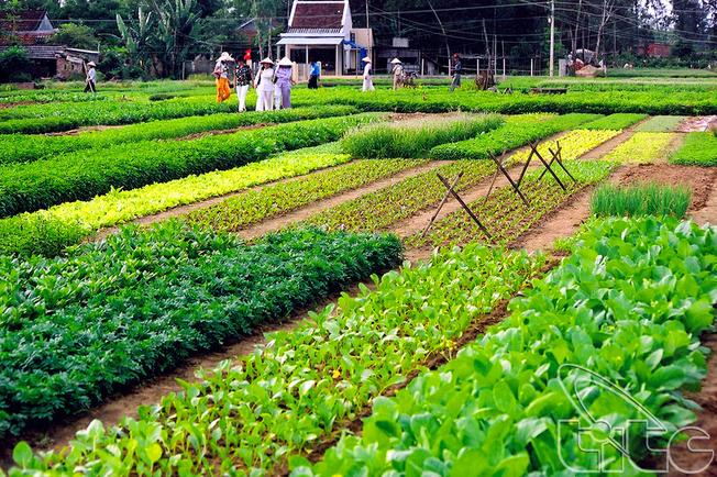 tour-tham-quan-lang-rau-cooking-class-tai-song-phuong-ha-noi